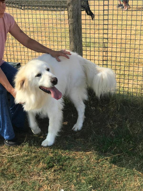 Gerardo splendido derivato Golden retriever Foto 5